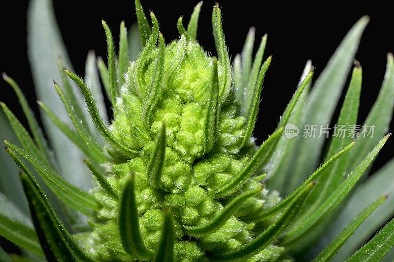 马德拉骄傲上的花蕾(Echium candans)